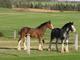 Two horses in a field in Clinton.