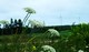 Wildflowers and Windmills