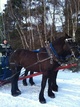 The Team Winter Sleigh Ride, North Milton