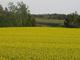 Canola Field