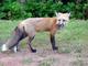 Red Fox at Stanhope National Park